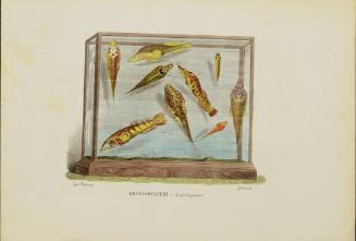 Lepadogastri Lepadogaster