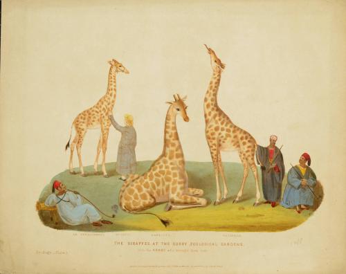 The Giraffes at the Surry Zoological Gardens with the Arabs who brought them over