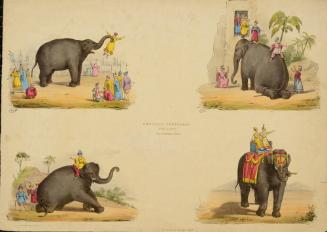 The Great Performer of the Adelphi, Four Principle Scenes