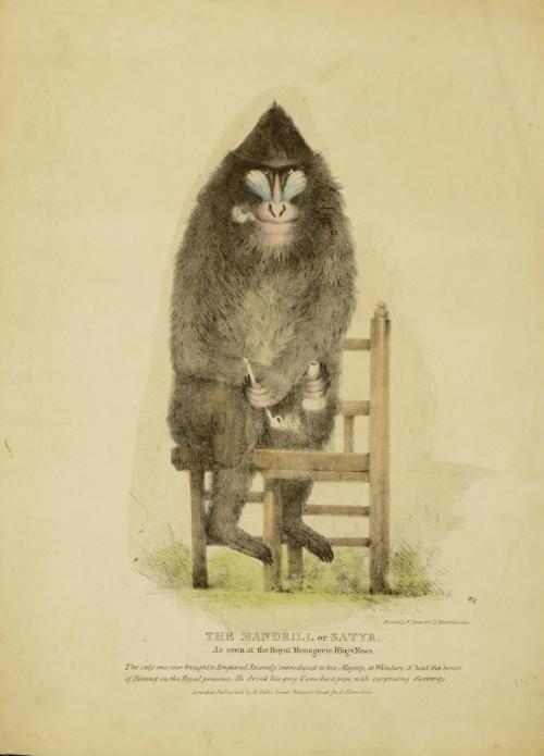 The Mandrill, or Satyr.