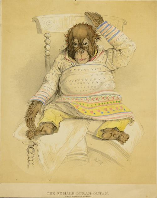 The Female Ouran Outan, London Zoological Gardens