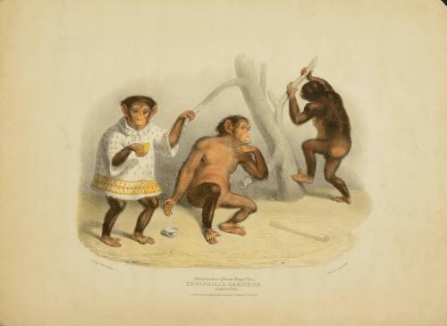 Chimpanzee or African Orang-utan. Zoological Gardens, Regents Park