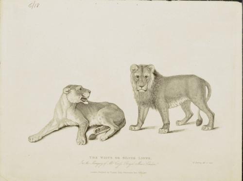 The White or Silver Lions in the Menagerie of Mr. Cross Royal Mens, London