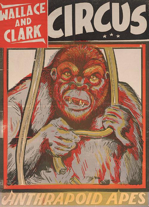 Wallace & Clark: Anthrapoid Apes