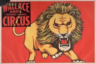 Wallace Brothers: Lion