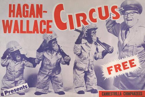 Hagan Wallace: Cannestrilla Chimps