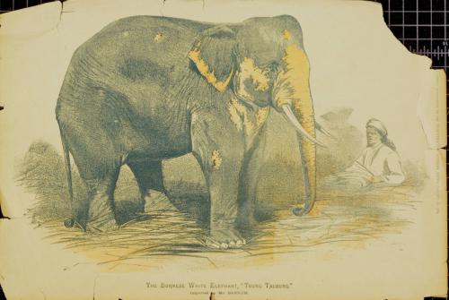 The Burmese White Elephant, "Toung Taloung" imported by Mr. Barnum