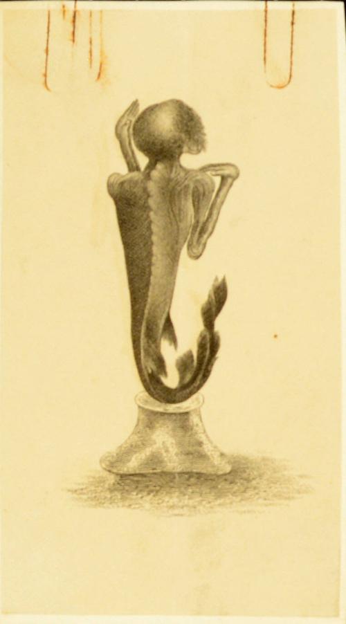 Print of Back of Mermaid