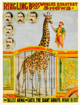 Ringling Brothers: Giraffe