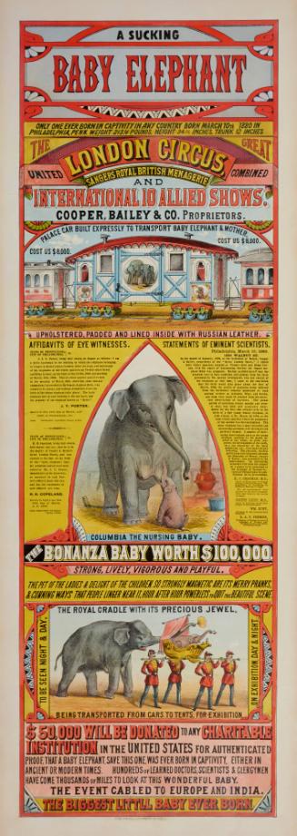 The Great London Circus, Sangers Royal British Menagerie and International 10 Allied Shows: A Sucking Baby Elephant