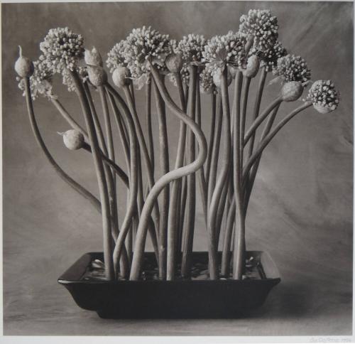 Onion Flowers