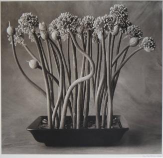 Onion Flowers