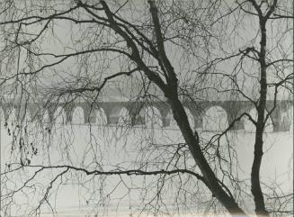 Aquaduct Through Tree Branches