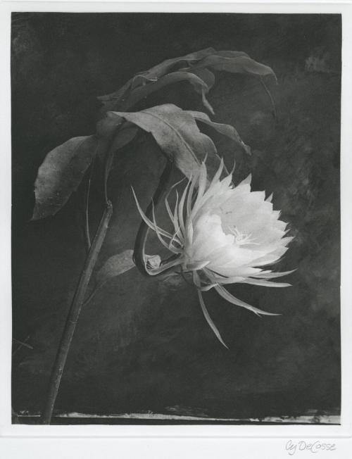 Queen of the Night