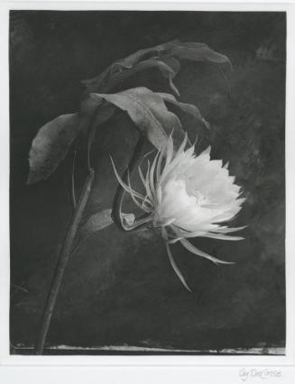Queen of the Night