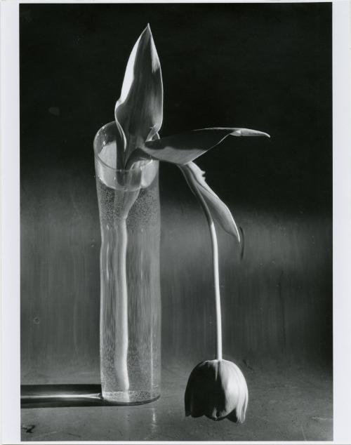 Melancholic Tulip, New York