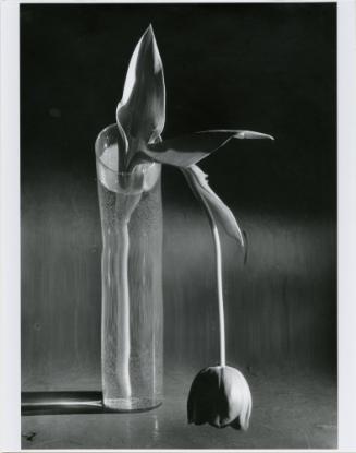 Melancholic Tulip, New York