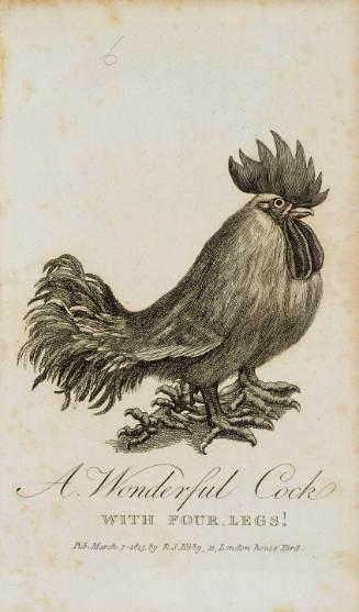 A Wonderful Cock with Four Legs