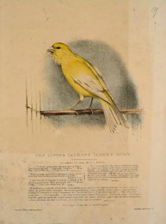 The Living Talking Canary Bird