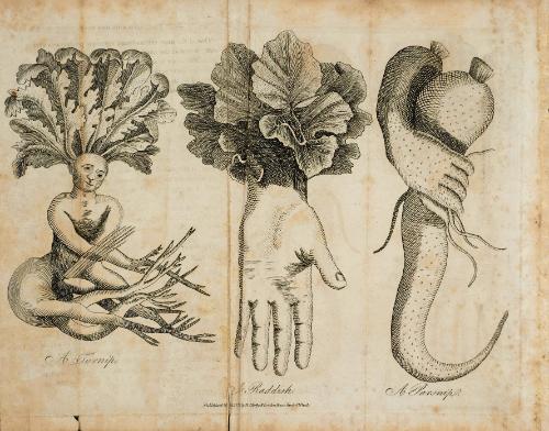 A Turnip, A Raddish, A Parsnip