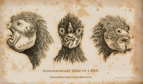 Extraordinary Head of a Hen
