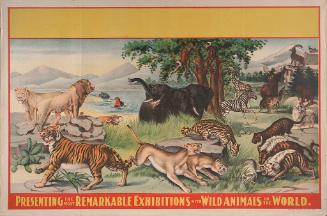 Stock: Animals