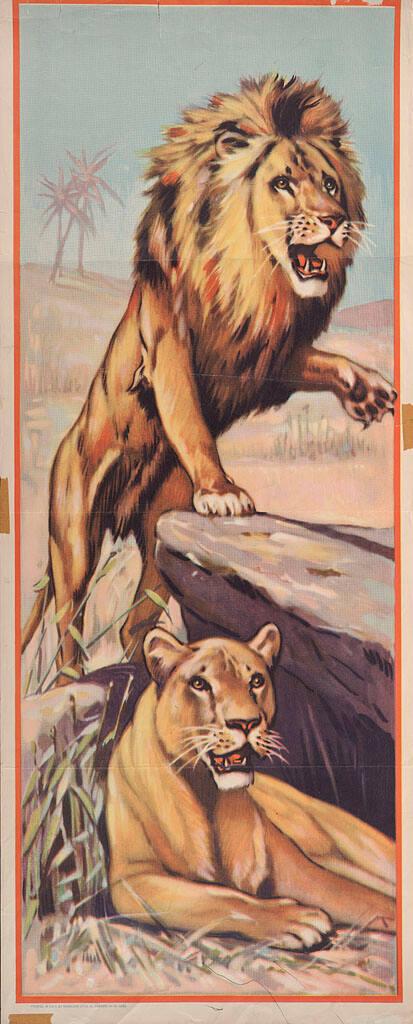 Stock: Lions
