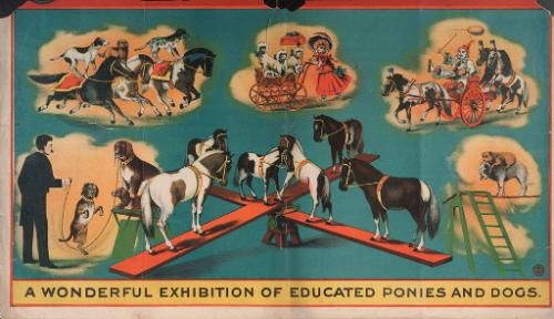 Stock: Educated Ponies and Dogs