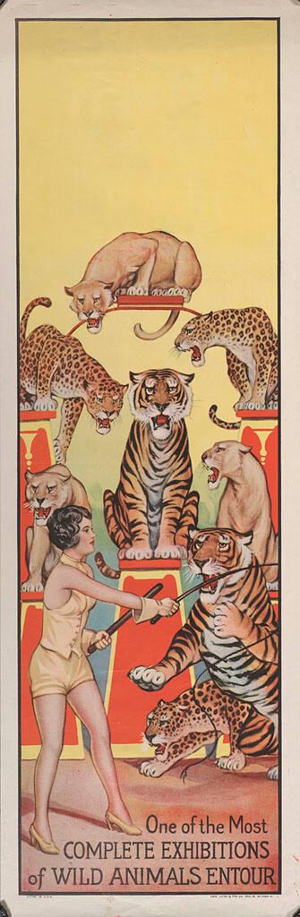 Stock: Cat Trainer