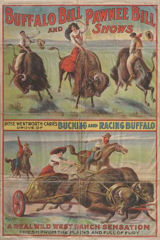 Buffalo Bill & Pawnee Bill: Bucking and Racing Buffalo