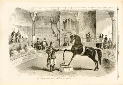 Illustrated page from the Illustrated London News featuring The American Horse ' Black Eage' at the Alhambra Palace
