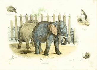 Exotic animals