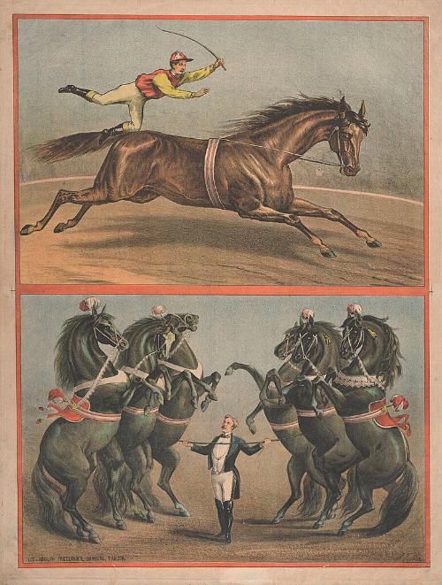 Stock: Horses