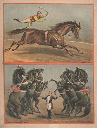 Stock: Horses