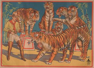 Stock: Tigers