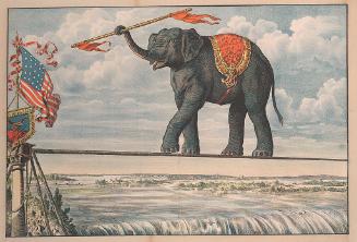 Elephant on a Tight Wire