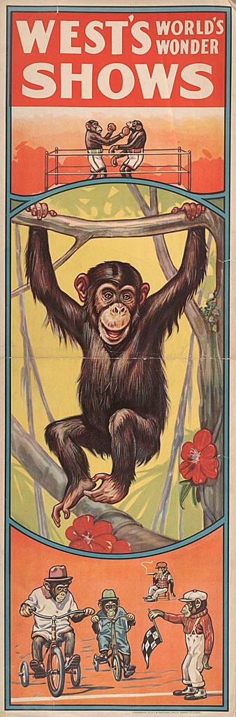 Wests Worlds Wonder Shows: Chimpanzee Acts