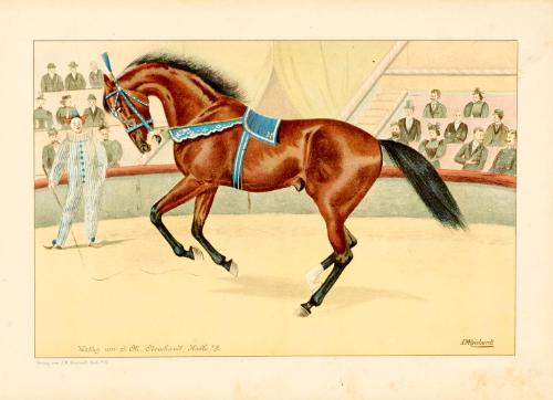 Equestrian Performance print