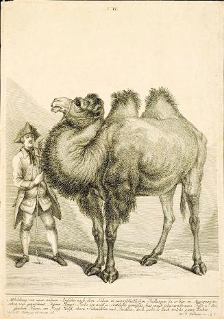 A Camel with two humps