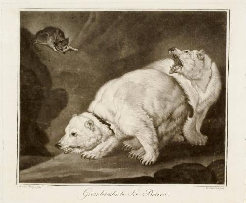 Groenlaundische Seebaeren / Greenland Sea bears