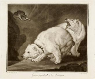 Groenlaundische Seebaeren / Greenland Sea bears