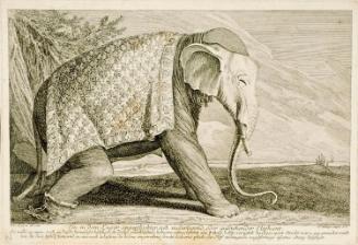 An Elephant