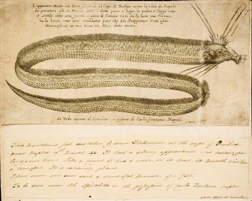 Italian Eel