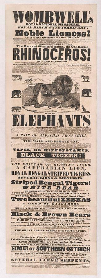 Wombwell's National Menagerie: Noble Lioness