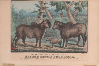Van Amburgh & Co.'s Mammoth Menagerie: Sacred Cattle from India
