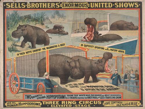 Sells Bros. Enormous United Shows: Hippopotami