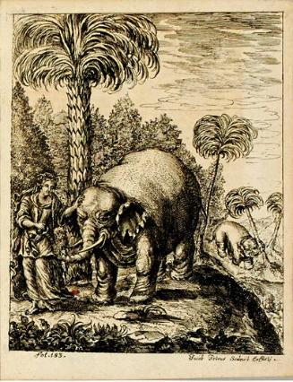Illustration, fol 183, from Elephantographia Curiosa, Seu Elephanti Descriptio, Juxta Methodum Et Leges Imperialis Academiæ Leopoldino-Carolinæ Naturæ Curiosorum Adornata...