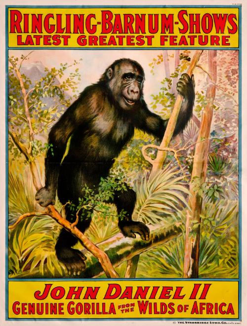 Ringling Bros. and Barnum & Bailey: John Daniel II Genuine Gorilla