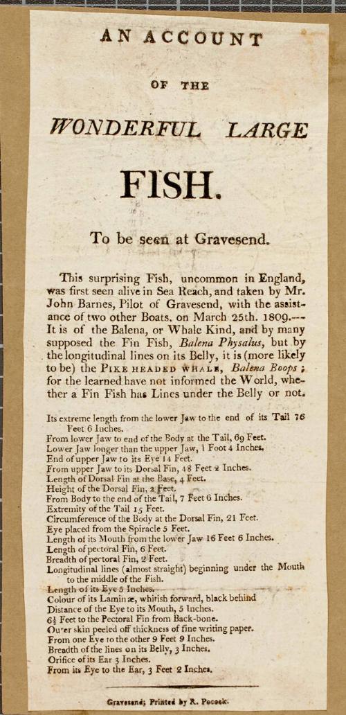 Handbill with an Account of The Wonderful Large Fish to be seen at Gravesend
