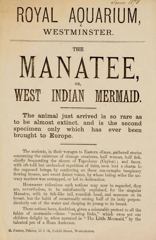 Handbill for The Manatee, or West Indian Mermaid; Royal Aquarium, Westminster; 1878